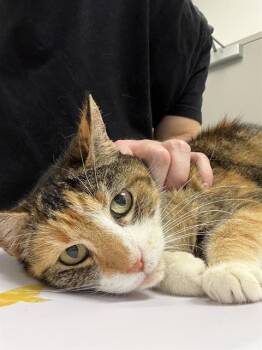 AVERY -  Domestic Short Hair Cat for Adoption in Indianapolis, Indiana - AVERY | PetCurious