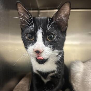 Karate -  Domestic Short Hair Cat for Adoption in Park City, Utah - Karate | PetCurious