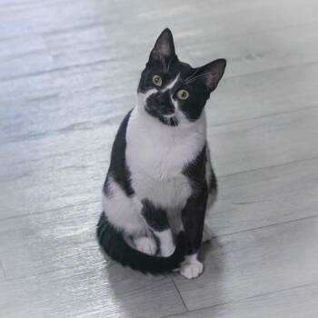 Domestic Short Hair Cats Available for Adoption in St. Augustine, Florida - Jasper | PetCurious