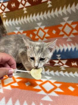 River -  Domestic Short Hair Cat for Adoption in Shelbyville, Tennessee - River | PetCurious