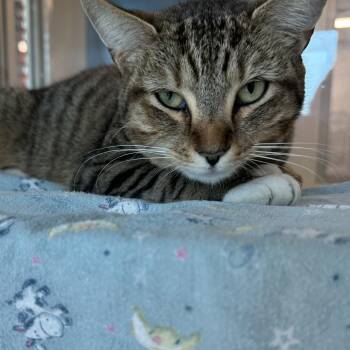 Domestic Short Hair Cats Available for Adoption in Manassas, Virginia - Agave (ID 46196/1517) | PetCurious
