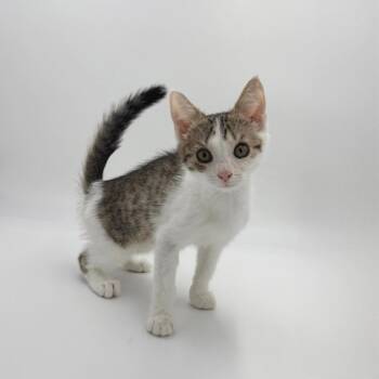 Noodlebean -  Domestic Short Hair Cat for Adoption in State College, Pennsylvania - Noodlebean | PetCurious