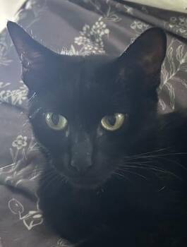 Tallie -  Domestic Short Hair Cat for Adoption in North Highlands, California - Tallie | PetCurious