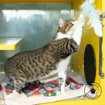 Biscuit -  Domestic Short Hair Cat for Adoption in Abilene, Texas - Biscuit | PetCurious