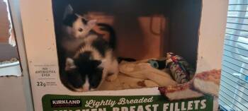 Bessie -  Domestic Short Hair Cat for Adoption in Deltona, Florida - Bessie | PetCurious
