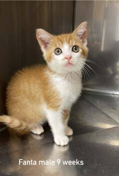 Fanta -  Domestic Medium Hair Cat for Adoption in Fort Payne, Alabama - Fanta | PetCurious