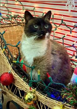 Baby aka Madame -  Domestic Short Hair Cat Available for Adoption in Kodiak, Alaska - Baby Aka Madame | PetCurious