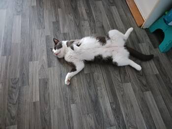 Tuxedo and Tabby Cats Available for Adoption in Lucas, Texas - Nickie | PetCurious