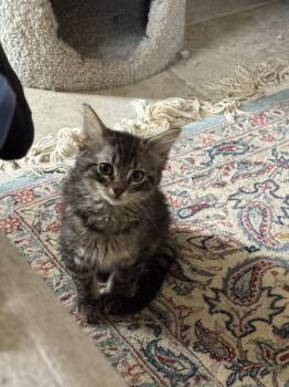 Domestic Long Hair and Tabby Cats Available for Adoption in Rosenberg, Texas - Mildred Dub | PetCurious