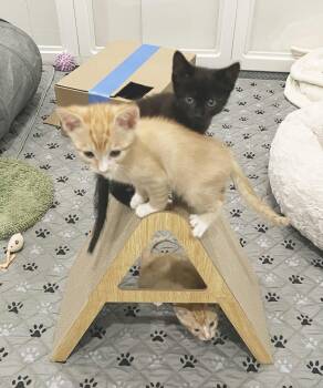 Boo -  Domestic Short Hair Cat for Adoption in Alameda, California - Boo | PetCurious