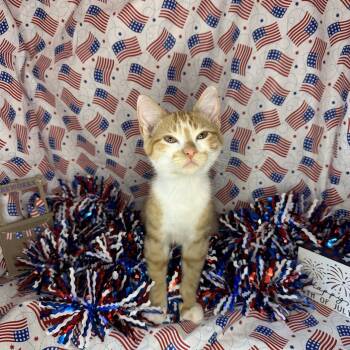 Rescue Turkish Van and American Shorthair Cats for Adoption in Mount Vernon, Illinois - Beignet | PetCurious