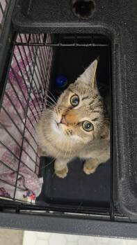 Rescue Domestic Short Hair Cats for Adoption in Thurmont, Maryland - Daisy | PetCurious