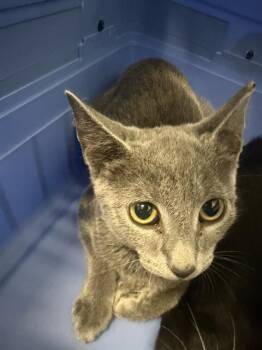 A1270441 -  Domestic Short Hair Cat for Adoption in Charlotte, North Carolina - A1270441 | PetCurious