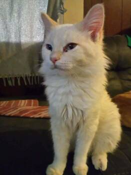 Domestic Long Hair Cats Available for Adoption - Periwinkle | PetCurious