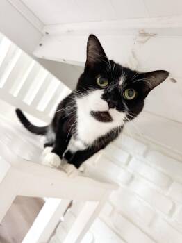 Rescue Domestic Short Hair Cats for Adoption in Kennebunk, Maine - BAILEY | PetCurious