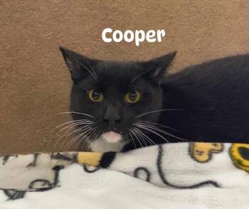 Rescue Domestic Short Hair Cats for Adoption - Cooper | PetCurious