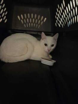 Domestic Short Hair Cats Available for Adoption in Kansas City, Missouri - James | PetCurious