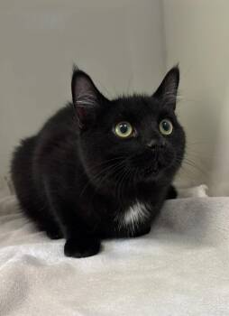 Flavie -  Domestic Short Hair Cat for Adoption in Delson, Quebec - Flavie | PetCurious