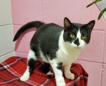 Rescue Domestic Short Hair Cats for Adoption in Munster, Indiana - Stella | PetCurious