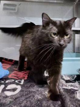 Reese -  Domestic Medium Hair and Domestic Short Hair Cat for Adoption in Fort Worth, Texas - Reese | PetCurious