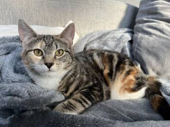 Domestic Short Hair Cats Available for Adoption - **COURTESY LISTING** Blossom | PetCurious