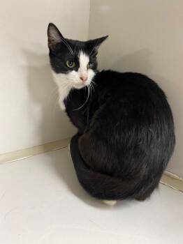 Domestic Short Hair Cats Available for Adoption in Corpus Christi, Texas - Novella | PetCurious