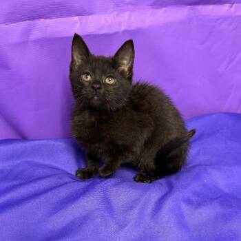 Tuna -  Domestic Short Hair Cat Available for Adoption in North Myrtle Beach, South Carolina - Tuna | PetCurious