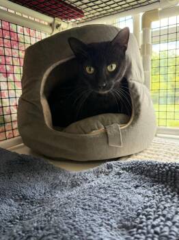 Spinach -  Domestic Short Hair Cat for Adoption in Altoona, Pennsylvania - Spinach | PetCurious