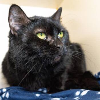 British Shorthair Cats Available for Adoption in South Elgin, Illinois - Betty | PetCurious