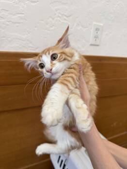 Warren ( CG) -  Tabby and Domestic Medium Hair Cat for Adoption in Vallejo, California - Warren ( CG) | PetCurious