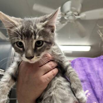 Malando -  Domestic Short Hair Cat for Adoption in Newport, North Carolina - Malando | PetCurious