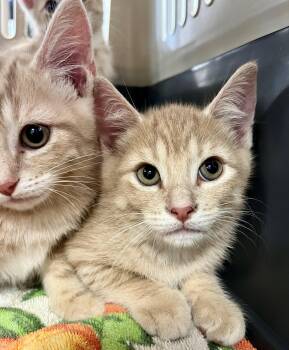 Rescue Tabby Cats for Adoption in Hamilton, Ontario - Lionel | PetCurious