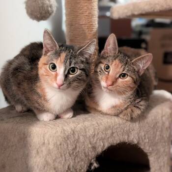Rescue Domestic Short Hair Cats for Adoption in New York, New York - Abby | PetCurious