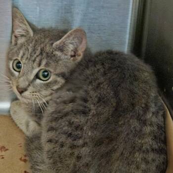 Domestic Short Hair Cats Available for Adoption - Jalapeno | PetCurious