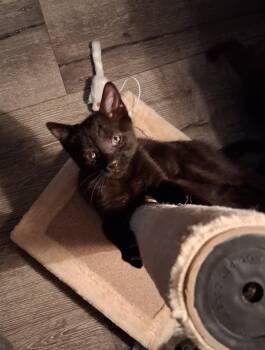 Rescue Domestic Short Hair Cats for Adoption in Philadelphia, Pennsylvania - Stevie | PetCurious