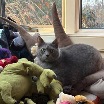 Domestic Short Hair Cats Available for Adoption in Manchester, Connecticut - Muffin | PetCurious