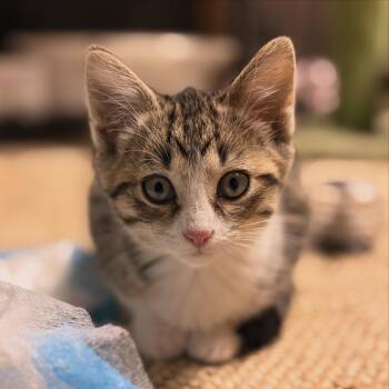 Queenie -  Domestic Short Hair Cat for Adoption in Austintown, Ohio - Queenie | PetCurious