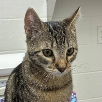 Ludlow -  Domestic Short Hair Cat for Adoption in Corpus Christi, Texas - Ludlow | PetCurious