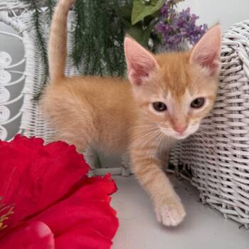Domestic Short Hair Cats Available for Adoption in Eaton Rapids, Michigan - Bronco Outlaw 56162 | PetCurious