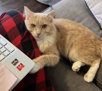 Domestic Short Hair Cats Available for Adoption in Nashville, Tennessee - TJ | PetCurious