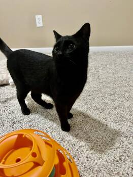 Henry - bonded with Hopscotch  -  Domestic Short Hair Cat Available for Adoption in Brighton, New York - Henry - Bonded With Hopscotch  | PetCurious