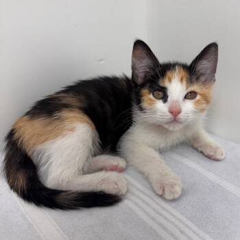Cinnamon -  Domestic Short Hair Cat for Adoption in Lakewood, California - Cinnamon | PetCurious
