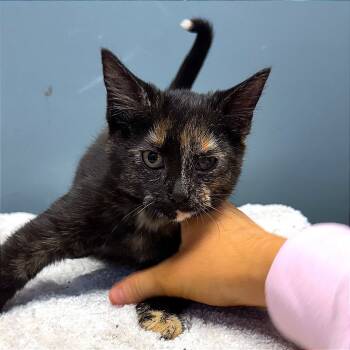 Rescue Domestic Short Hair Cats for Adoption in Hannibal, Missouri - Poppywhisk | PetCurious