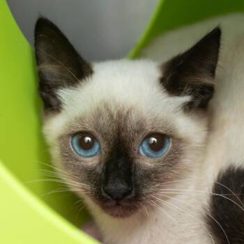 Apple Pie -  Domestic Short Hair Cat for Adoption in Middletown, Rhode Island - Apple Pie | PetCurious