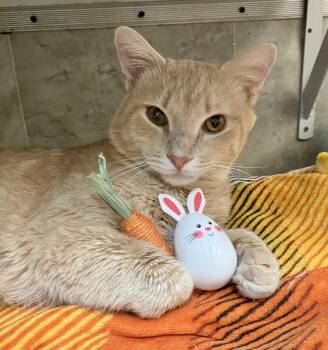 Domestic Short Hair Cats Available for Adoption - Cream Cheese | PetCurious