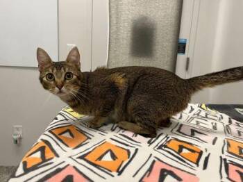 Footsteps In The Attic -  Domestic Short Hair Cat for Adoption in Kansas City, Missouri - Footsteps In The Attic | PetCurious