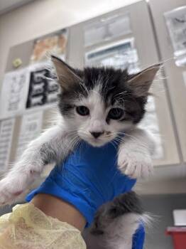 BRUCE -  Domestic Short Hair Cat for Adoption in Las Vegas, Nevada - BRUCE | PetCurious