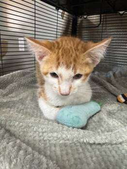 Cady -  Domestic Short Hair Cat for Adoption in Missoula, Montana - Cady | PetCurious