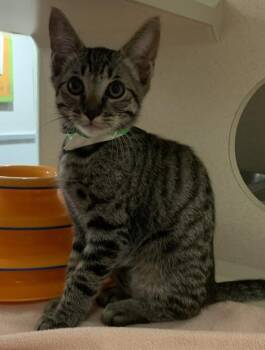 Clive -  Domestic Short Hair Cat for Adoption in Oakland, California - Clive | PetCurious