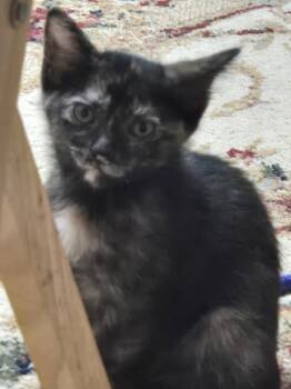 Rescue Domestic Short Hair Cats for Adoption in Plymouth, Michigan - Lucy | PetCurious
